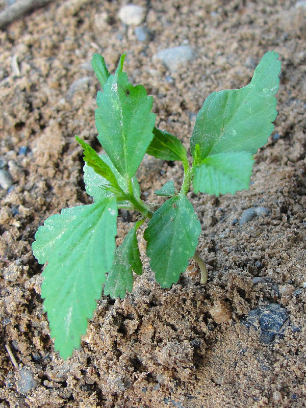 Maleza: Escoba blanca