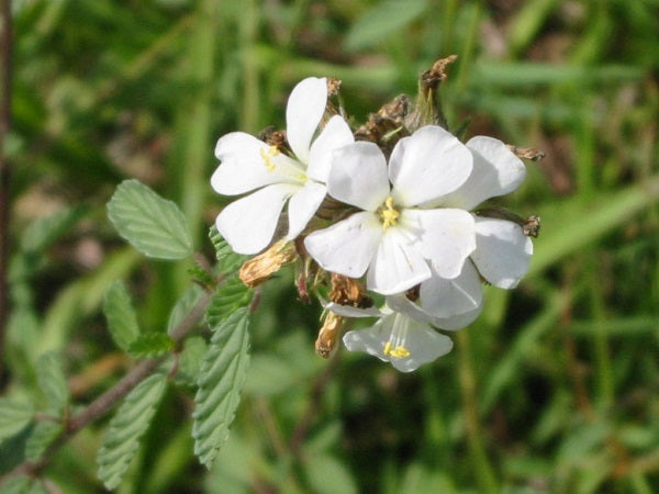 Maleza: Flor blanca