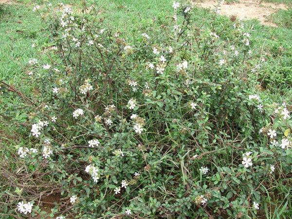 Maleza: Flor blanca