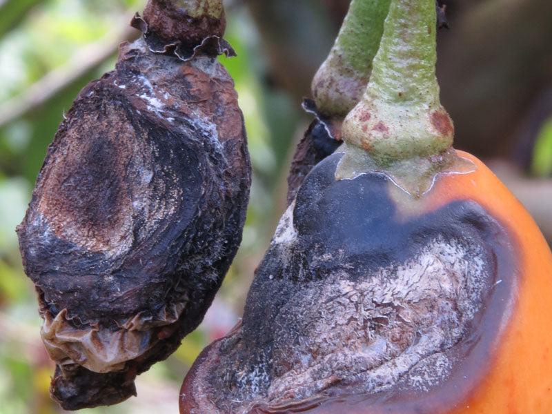 Enfermedad:  Antracnosis del fruto