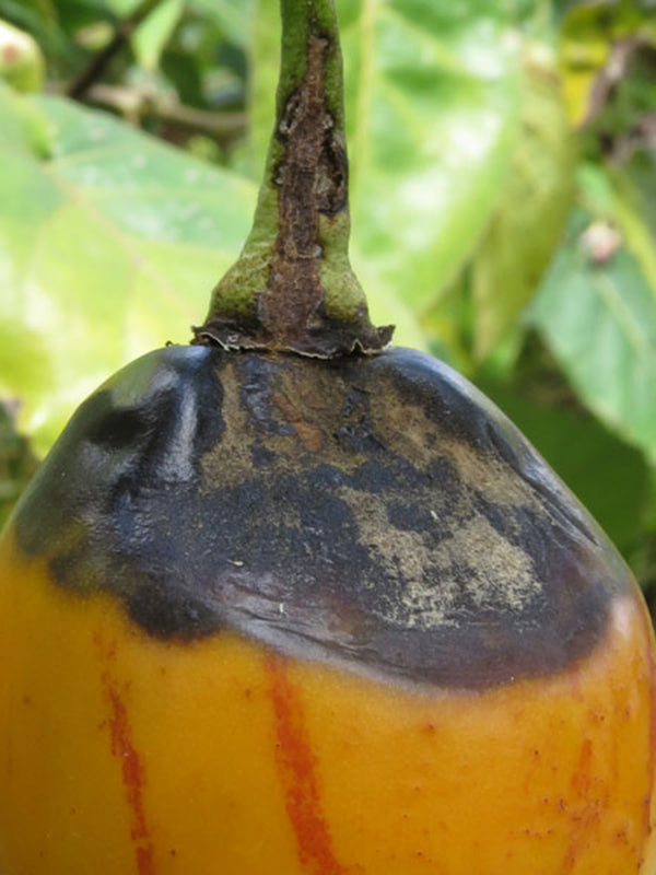 Enfermedad:  Antracnosis del fruto