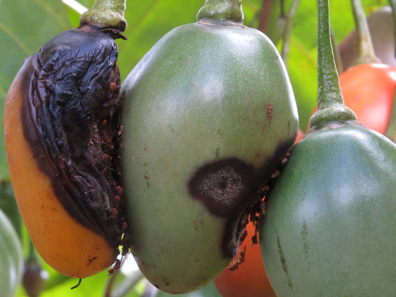 Enfermedad:  Antracnosis del fruto