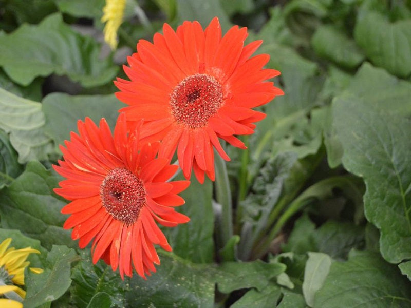 Cultivos: Gerberas