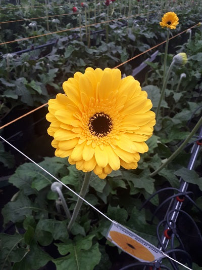 Cultivos: Gerberas