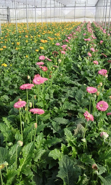 Cultivos: Gerberas