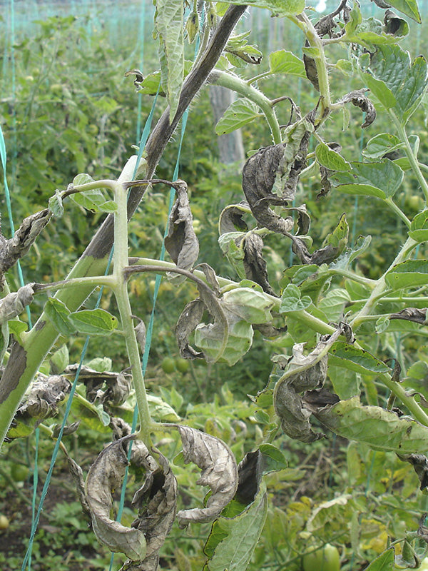 Enfermedad:  Gota en tomate