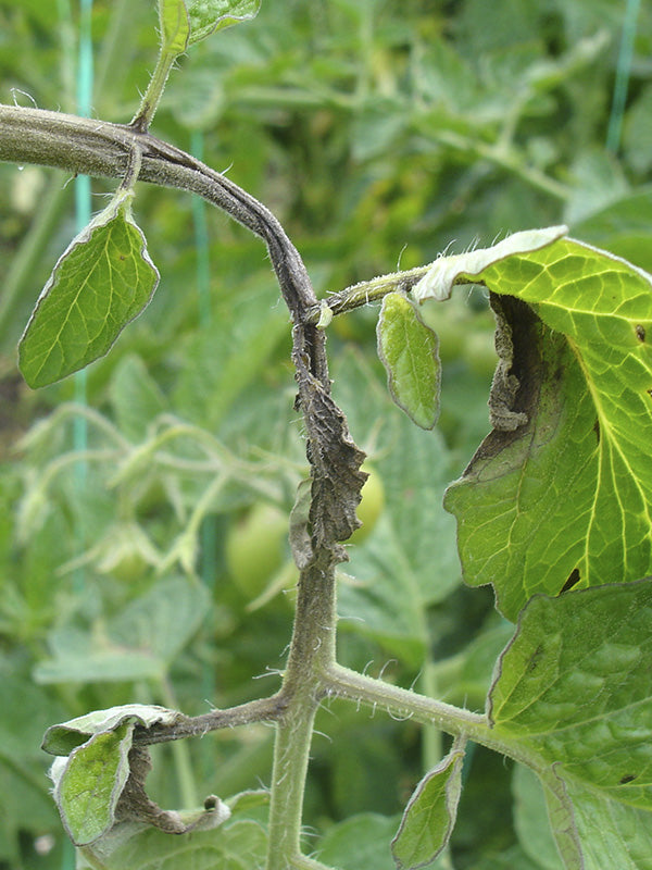 Enfermedad:  Gota en tomate
