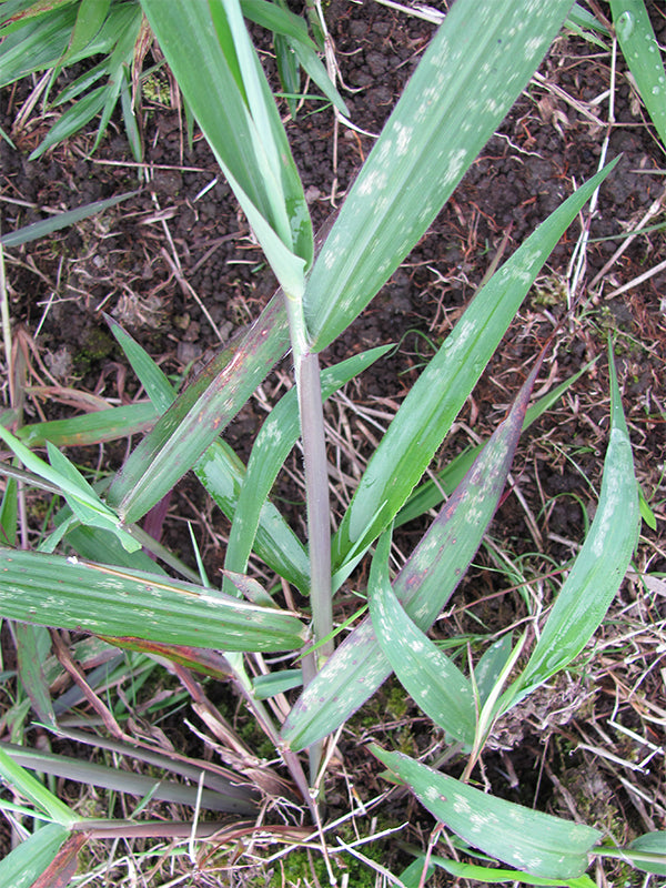 Maleza: Gramalote
