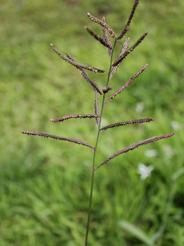 Maleza: Gramalote