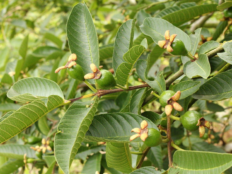 Maleza: Guayabo