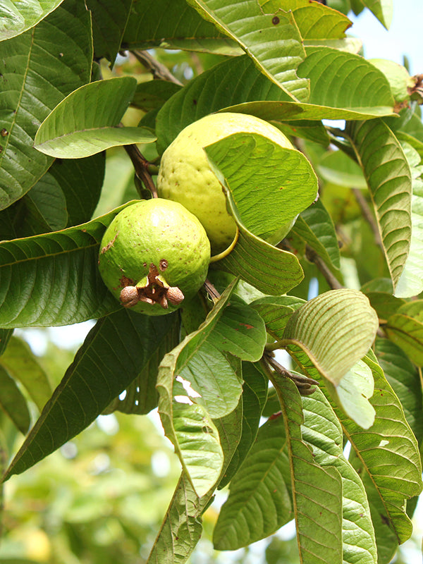 Maleza: Guayabo