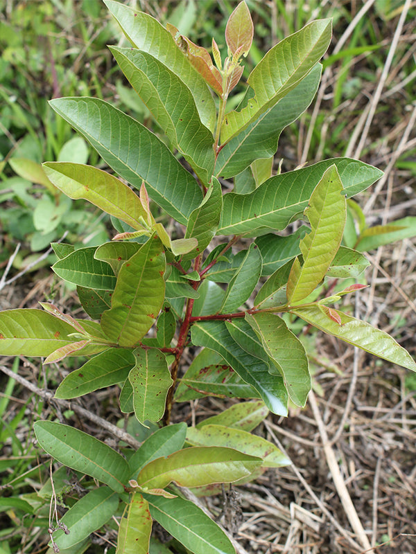 Maleza: Guayabo