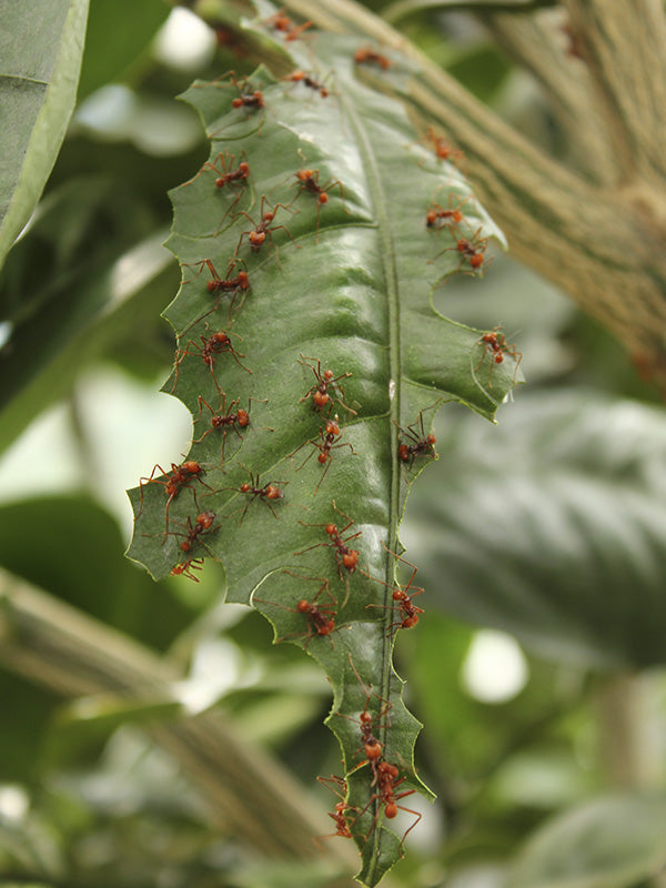 Plagas: Hormiga arriera