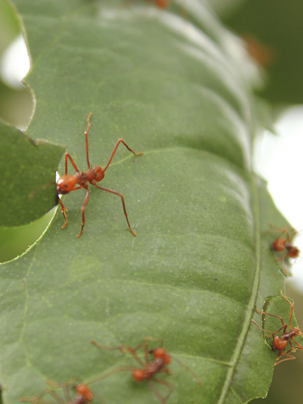 Plagas: Hormiga arriera
