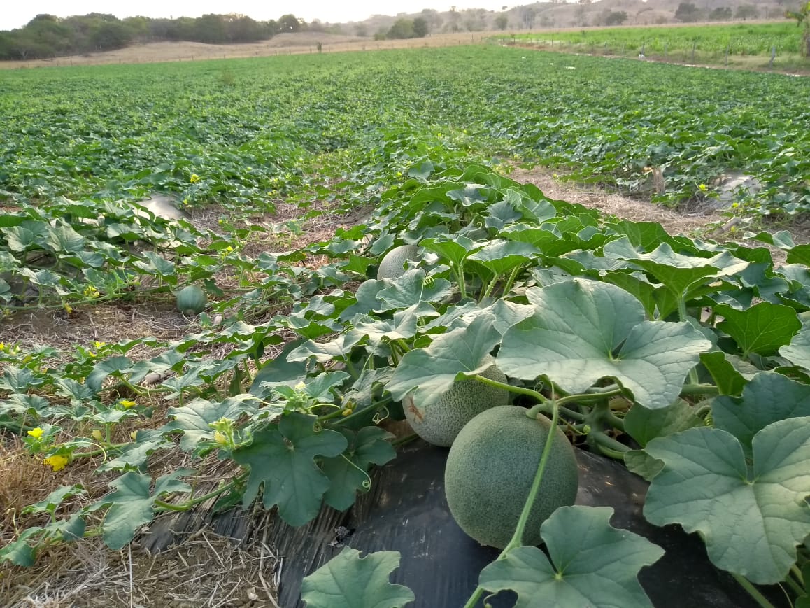 Cultivos:  Melón