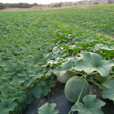 Melón