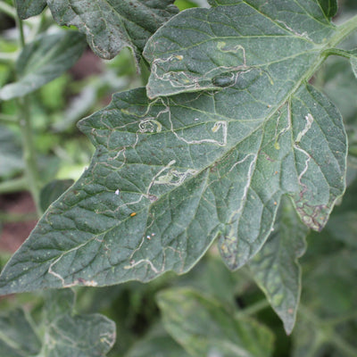 Minador de la hoja
