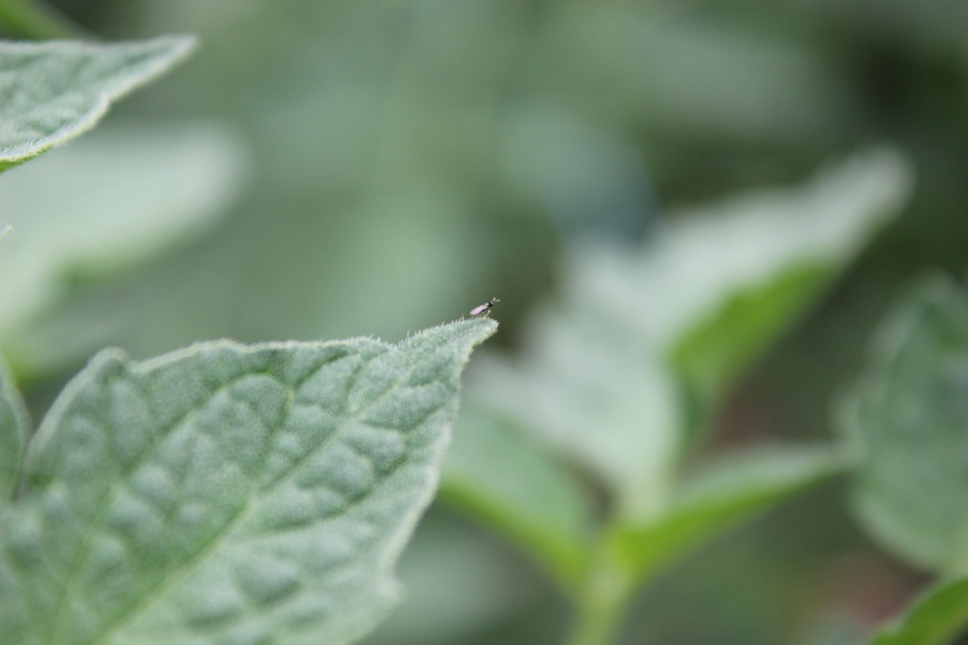 Plagas: Minador de la hoja