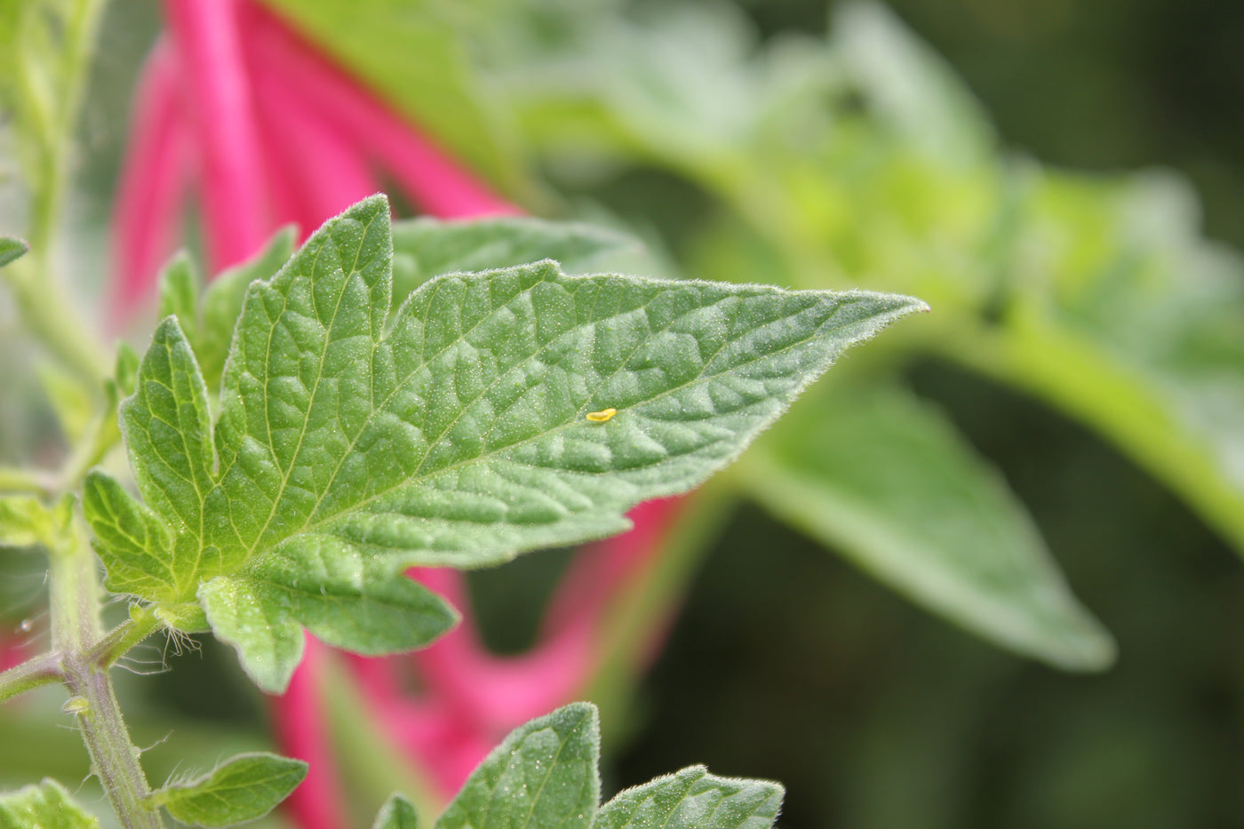 Plagas: Minador de la hoja