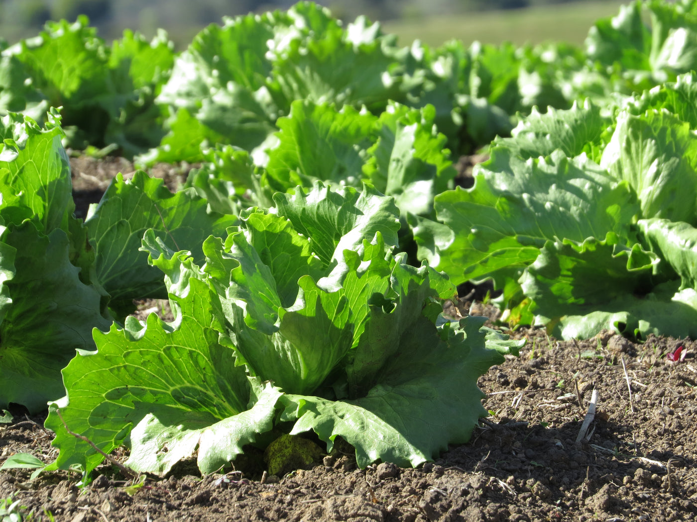 Cultivos: Lechuga