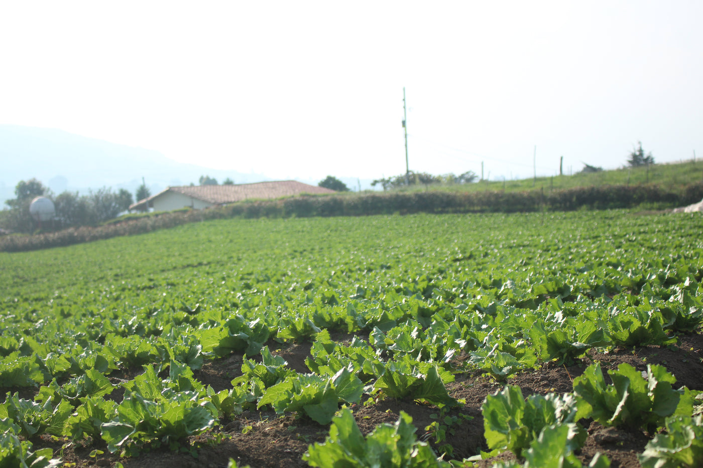 Cultivos: Lechuga
