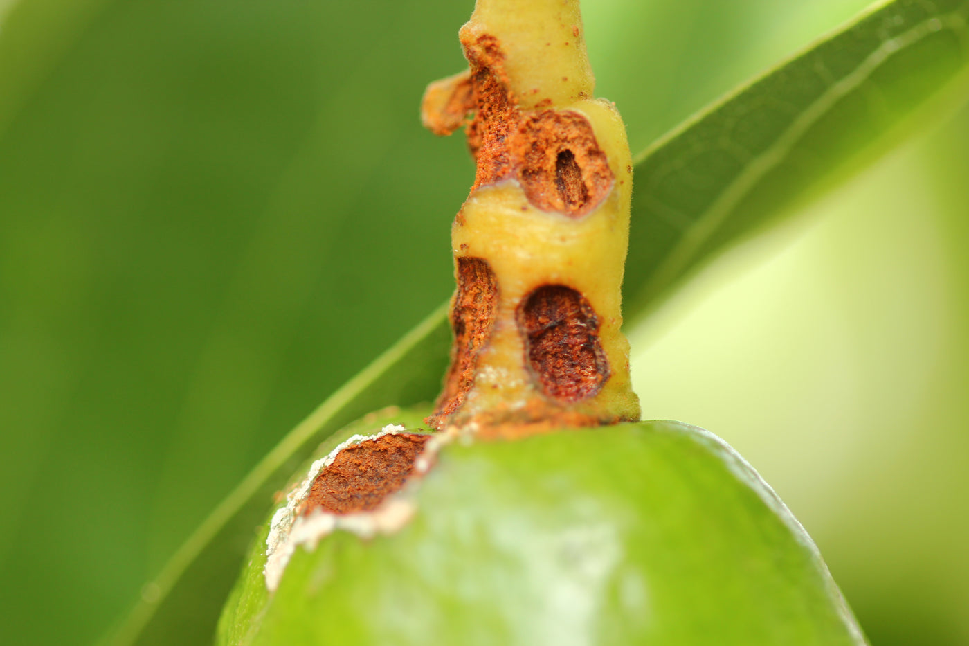 Plagas: Picudo del aguacate