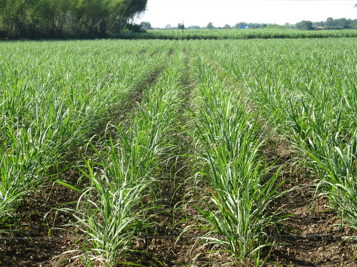 Cultivos: Caña de azúcar