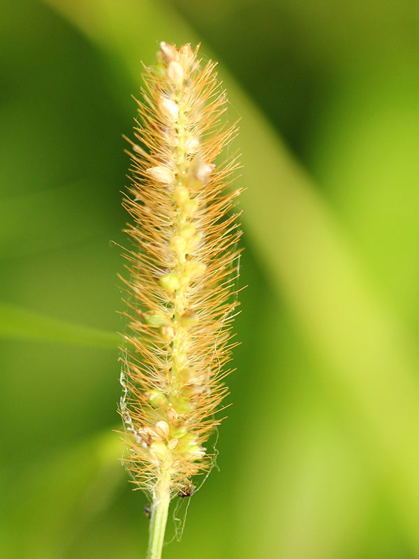 Maleza: Limpia frascos