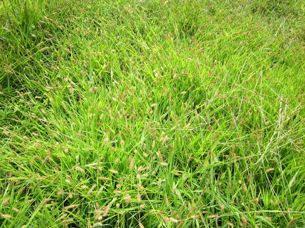 Maleza: Limpia frascos