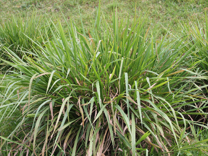 Maleza: Maciega