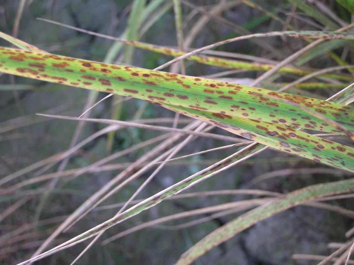 Enfermedad:  Manchado del grano