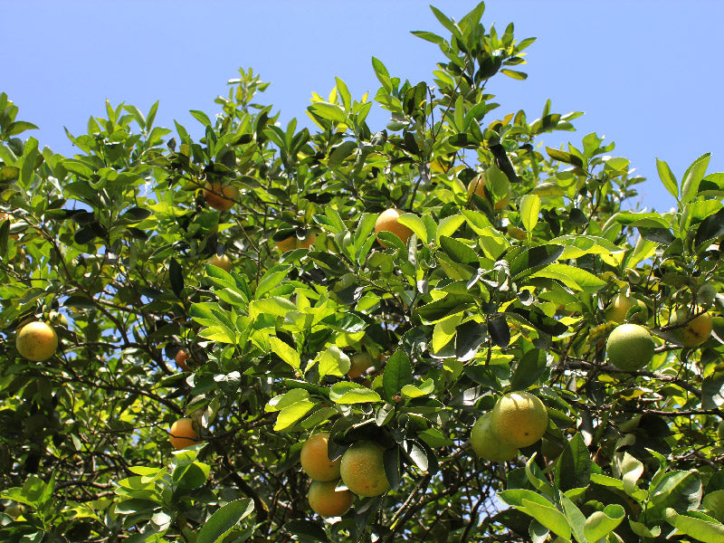 Cultivos: Mandarina