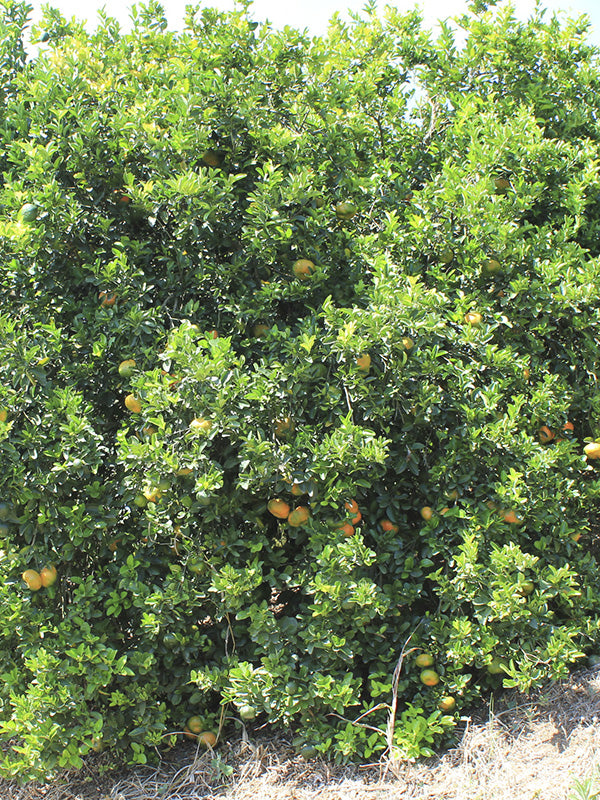 Cultivos: Mandarina