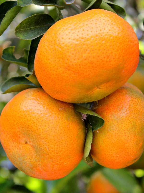 Cultivos: Mandarina