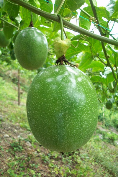 Cultivos: Maracuyá