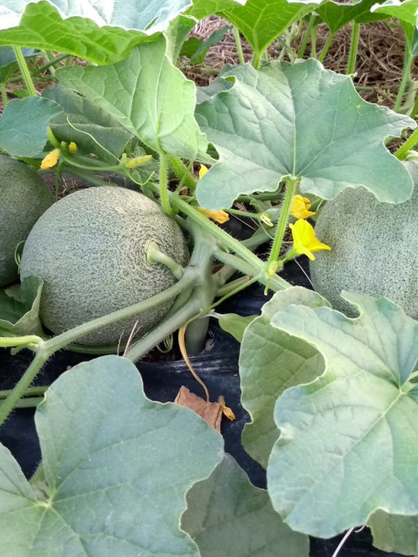 Cultivos:  Melón