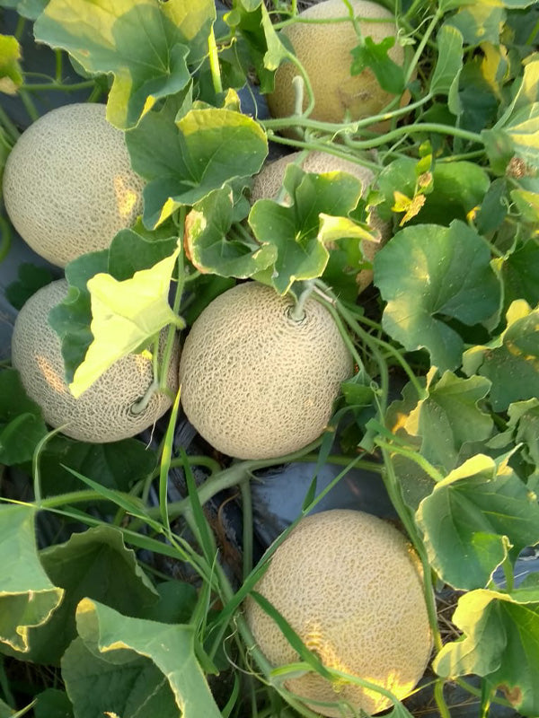 Cultivos:  Melón