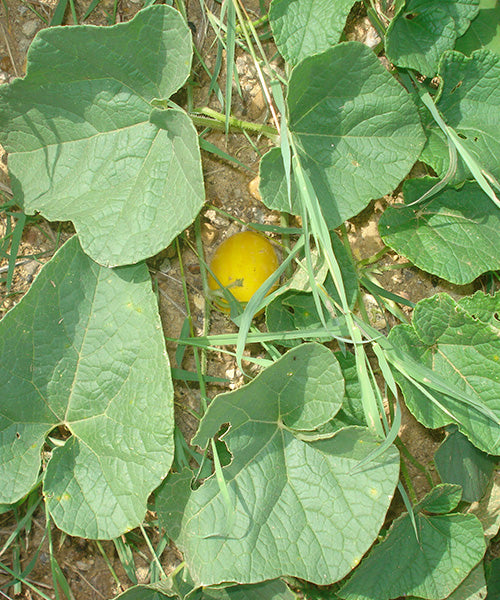 Maleza: Meloncillo