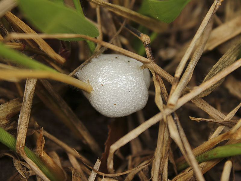 Plagas: Mión de los pastos