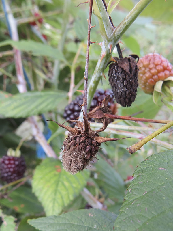 Enfermedad:  Botrytis en mora