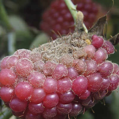 Enfermedad:  Botrytis en mora