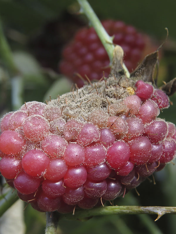Enfermedad:  Botrytis en mora