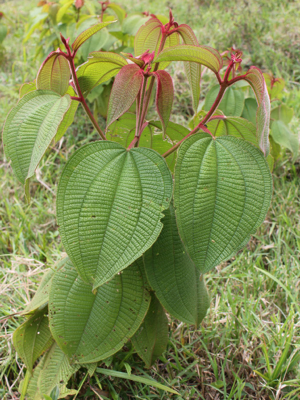Maleza: Mortiño
