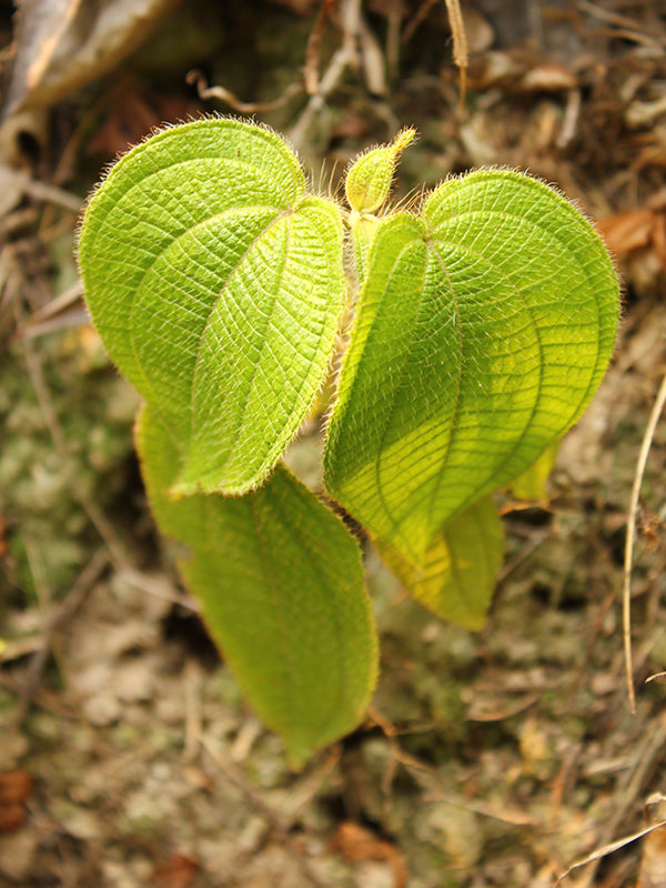 Maleza: Mortiño