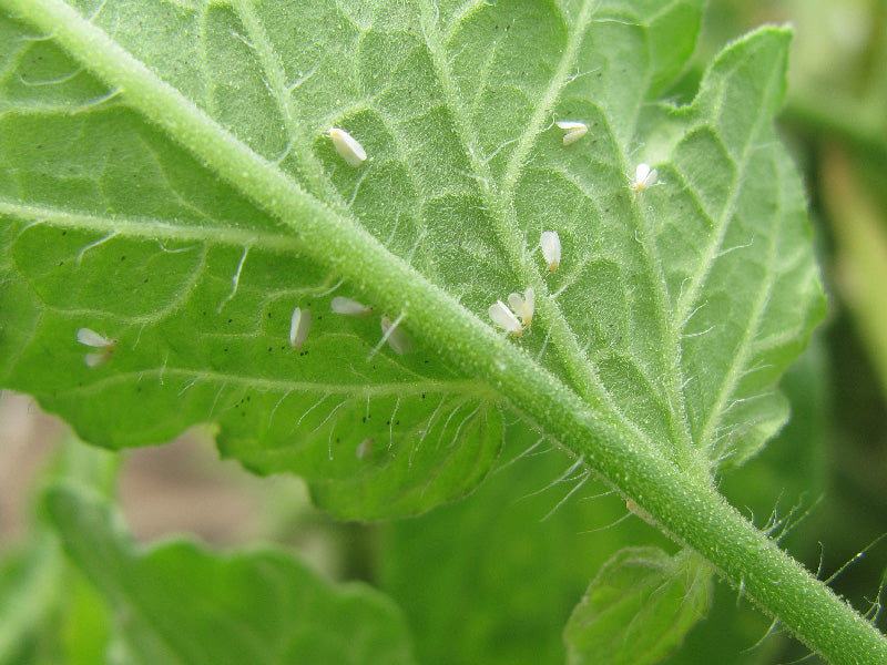 Plagas: Mosca blanca