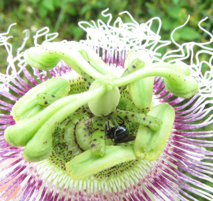 Plagas: Mosca del botón floral