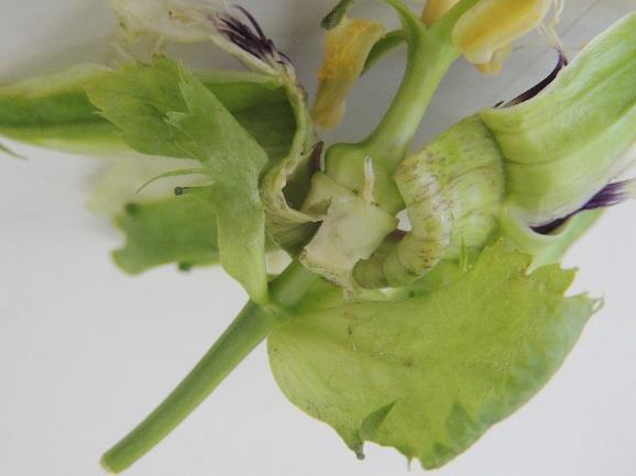Plagas: Mosca del botón floral