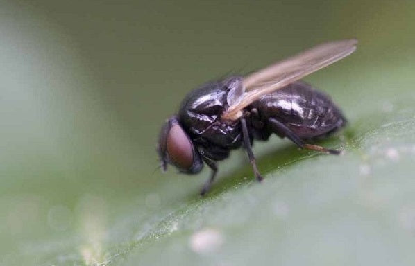 Plagas: Mosca del botón floral
