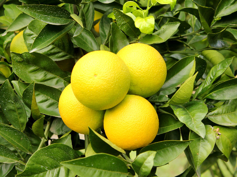 Cultivos: Naranja