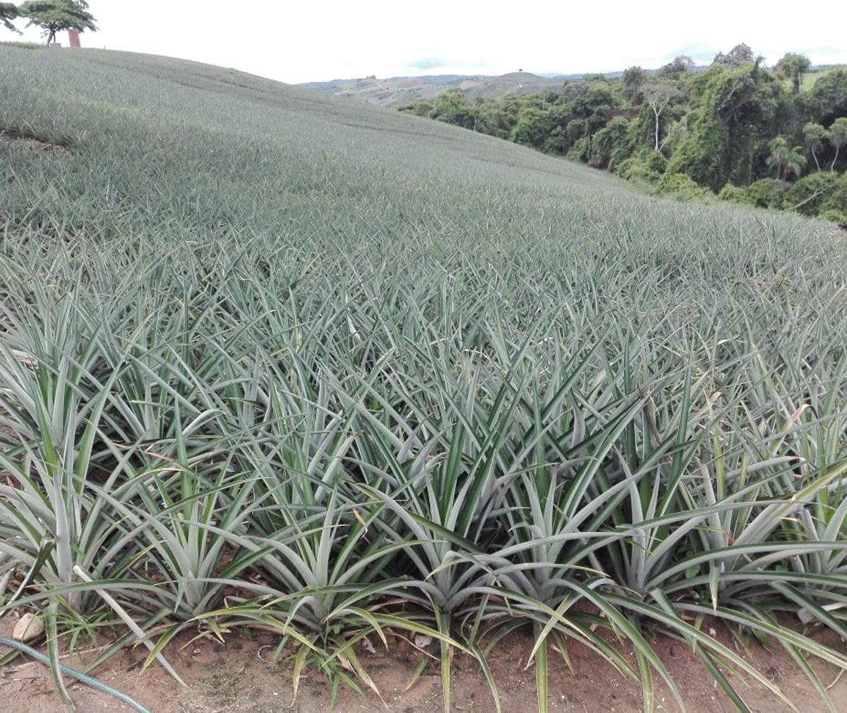 Cultivos: Piña